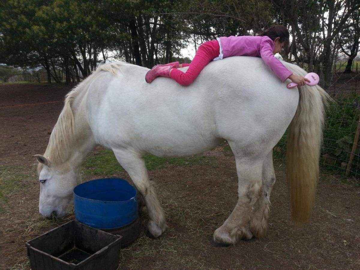 Outeniqua Moon Percheron Stud Farm Ruiterbos Екстериор снимка